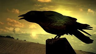 silhouette of crow on roof under golden hour HD wallpaper